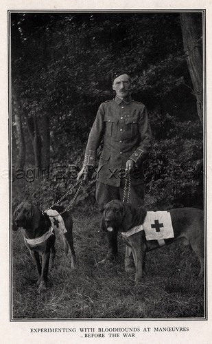 DOG Bloodhound Tracking War Dogs with Major Richardson, Rare Print Antique Print