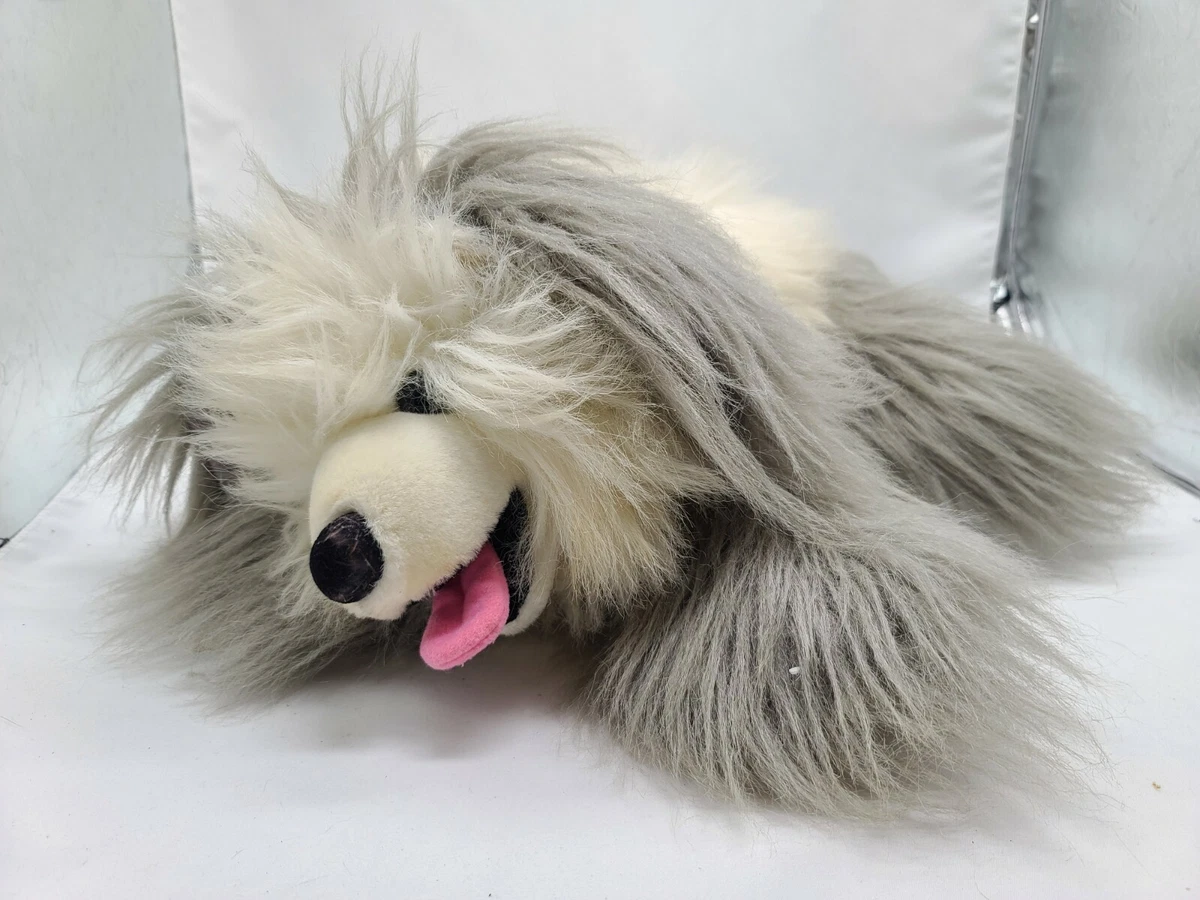 Grey and white shaggy dog 2025