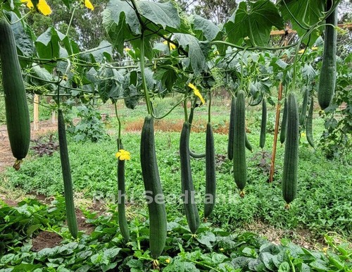 Smooth Luffa Sweet 5-50 Seeds Sponge Gourd Spring Summer Autumn Vegetables - Picture 4 of 29