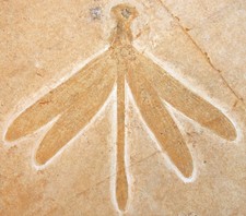 Malm  Stenophlebis laterelli  Ausgezeichne Libelle  Solnhofen Plattenkalk  FL-70