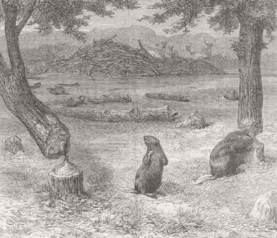 US. Bürgerkrieg. Biber fällen Bäume 1862 altes antikes Druckbild