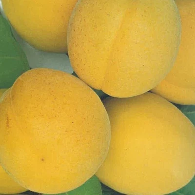 PIANTA DA FRUTTO ALBICOCCA VITILLO in vaso 20 - età 2/3 anni (foto reali)