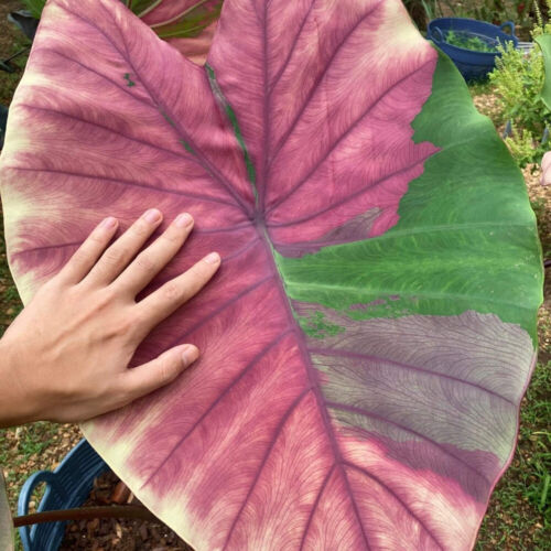 Colocasia Live Bulb First Pink Tuber New Hybrid Free Phytosanitary Certificate - Picture 8 of 24