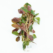 Buy2Get1Free Diamond Ludwigia Peruensi Bundle Live Aquarium Plant