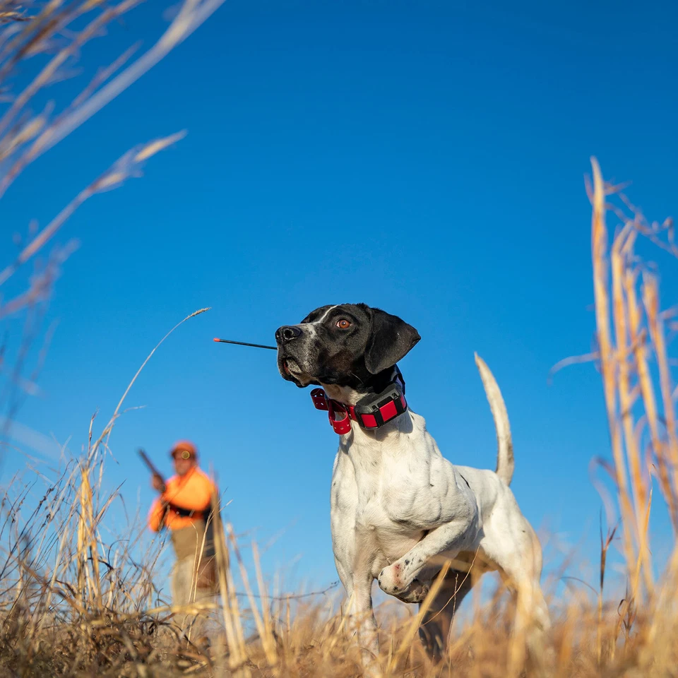 Garmin Alpha 300/300i Track & Train Remote Handheld & Dog Device Collars - Image 2 of 3