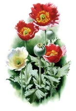 Chart Needlework Embroidery DIY Counted Cross Stitch Patterns 14 ct- Poppies II