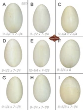 9 Empty VTG 8-10” L Blown Goose Eggs Blown White Shell Pysanky Butterk Two Hole