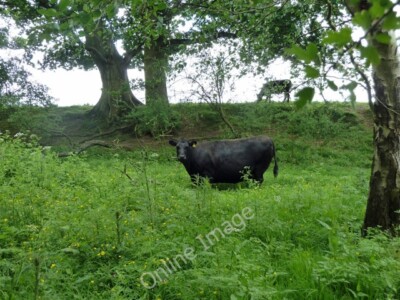 Photo 6x4 A beefy cow Coldwaltham Having a munch in this low lying damp a c2011