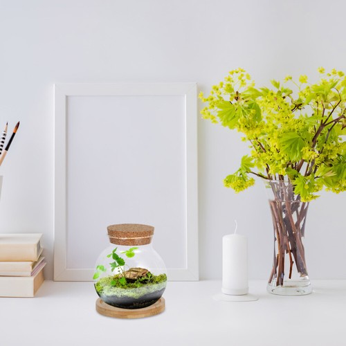 Hydrokultur Vase Büro Schreibtisch Fischschale Tisch Terrarium Glas klar - Bild 3 von 12