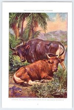 BANTENG Edward Herbert Miner Art  6.5"X10" Magazine Page 1930's M408
