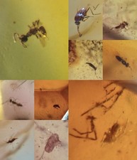 10 pieces authentic Myanmar insect Amber specimen fossil dinosaur age 2.26-13