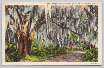 #ad 1935 Sarasota FL Spanish Moss Trees Dixieland Vintage Postcard Curt Teich $4.75