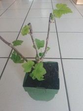 Schwarze Johannisbeere Ribes nigra Steckling Jungpflanze ca. 25 cm gut bewurzelt