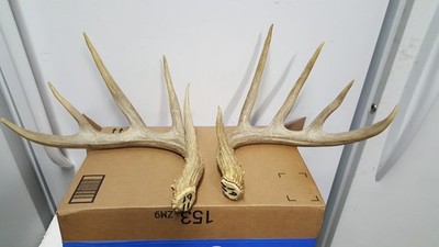 5x5 WHITETAIL DEER 150