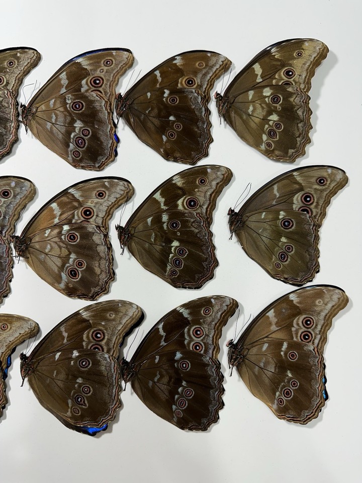 15 Morphos Didius in A- condition | eBay