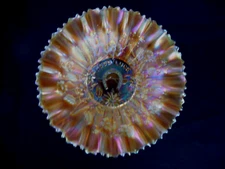 Northwood Dark Marigold Good Luck 9" Pie Crust Edge Carnival Glass Bowl