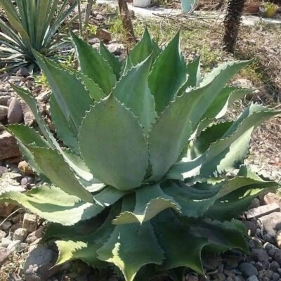 Agave Cupreata Oaxaca Mexico 100 seeds | eBay