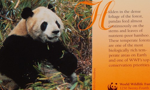 Vintage Postkarte, SITZENDER RIESENPANDABÄR, World Wildlife Fund (WWF), S/W