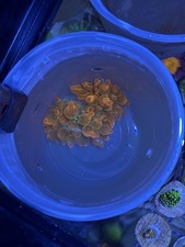 WYSIWYG 2 Rainbow  Bubbletip Anemone Live Coral.  tank raised  