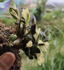 Dendrobium sulphureum var. rigidiflorum miniature orchid species bloom size
