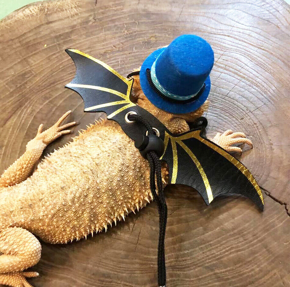 Bearded Dragon Bowtie Hat Lizard Leash with Harness Reptiles Small Pets  Animals