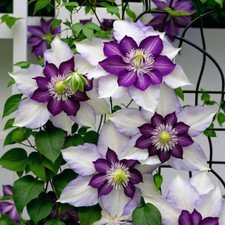 25 White Purple Clematis Seeds Flower Seed Perennial Flowers Vine US SELLER