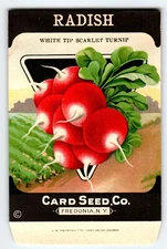 White Tip Radish 1920's Card Seed Co Packet EMPTY Vintage Fredonia New York NY