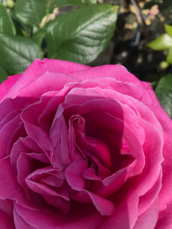 Pulli Damen Pastel Beige LINEA Tesini 38 40  M Zöpfe Grobstrick wie neu genial - Bild 4 von 4