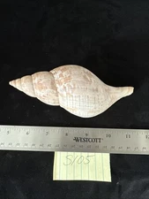Tulip Shell 6.25” (S105)