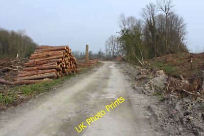 Foto 6x4 gefälltes Holz Kirkcudbright c2015