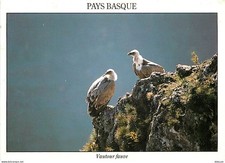Carte Postale - Animaux - Oiseaux - Rapaces - Pays Basque - Vautour Fauve - CPM