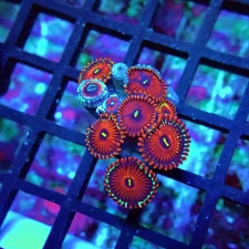 WYSIWYG - Ultra Zoas Frag