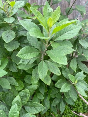 Freshly picked Bitter Leaf-  Ewuro / Onugbu /Katu :  Vernonia amygdalina