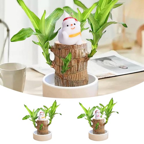 Christmas Decor Brazilian Wood Lucky Plant Brazil Potted Plant with Tray & Santa - Picture 15 of 33