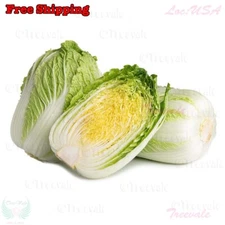Napa cabbage, Kimchi cabbage, Chinese Cabbage, Dàbáicài seeds | Non-GMO, Organic