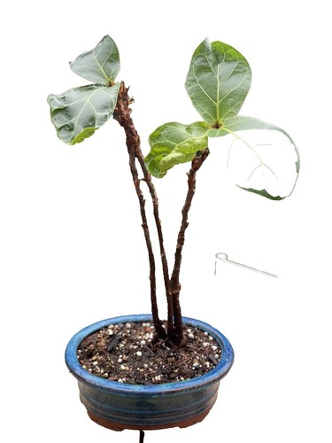 SAMEN Birkenfeige i! FICUS BENJAMINI !i grosse Kbelpflanze oder kleiner  Bonsai | eBay