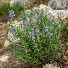Rosemary Seeds, Heirloom Perennial, Non-GMO, Fragrant, Medicinal, Free Shipping