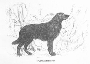 Flat Coated Retriever - CUSTOM MATTED - 1962 Vintage Dog Art Print - Cook