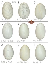 9 Empty VTG 9-10” XL Blown Goose Eggs Blown White Shell Pysanky Butterk Two Hole