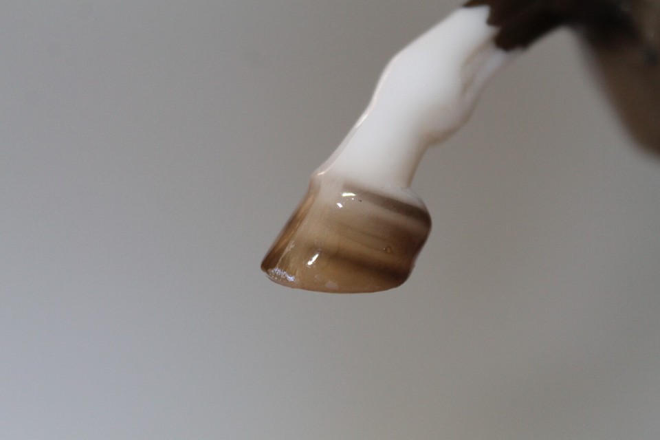 NEW Breyerfest 22 GLOSSY LANDLER Special Run SR Totilas Dapple