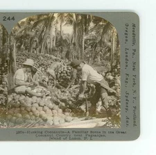 Wsa9754 Keystone 10074 Husking Cocoanuts Near Pagsanjan Philippines D