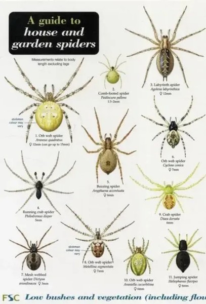 A Guide To House And Garden Spiders | Richard Lewington | Englisch | BroschüRe-image