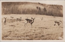 Happy Hunting Ground 1936 Deer Wildlife Waterville PA RPPC Postcard