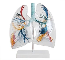 NEW Transparent Lung Segment  Anatomy Lung Teaching Study Model Anatomical Model