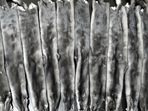 Blue iris mink pelts - Picture 4 of 10