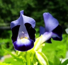 300+ Wishbone flower seeds(Bluewings/Ola's beauty/Nanioola'a/Kothala),Annual.USA
