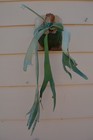 RARE PLATYCERIUM WILLINCKII WILD MOUNTED ON A CEDAR BOARD STAGHORN US GROWN — photo 5