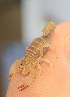 #ad #ad One 1 Rare Pseudouroctonus Scorpion 🦂 Micro Species 0.4 0.5 Inch $22.99