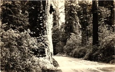 Redwood Trees Beauty in California RPPC Real Photo Postcard