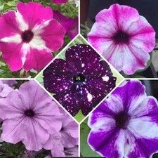 100 Samen Petunien Mix Petunia hängend Balkon Garten Ampel Dauerblüher Blumen 